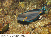 Рыба-хирург - Surgeon fish - Acanthurus sohal - Acanthuridae - Красное море, Синай, Египет У этих рыб острый хвост, которым они могут порезать обороняясь. Стоковое фото, фотограф Виктор Савушкин / Фотобанк Лори