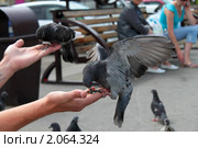Голубь клюёт семечки с руки. Стоковое фото, фотограф Николай Патрин / Фотобанк Лори