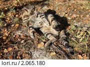 Кот вылизывается на траве. Стоковое фото, фотограф Анна Алексеева / Фотобанк Лори