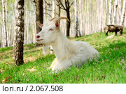 Белая коза летним днем отдыхает в лесу. Стоковое фото, фотограф Алексей Баринов / Фотобанк Лори