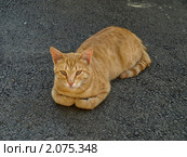 Рыжая кошка. Стоковое фото, фотограф Самойлова Екатерина / Фотобанк Лори