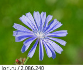 Цикорий обыкновенный (Cichorium intybus) Стоковое фото, фотограф Алёшина Оксана / Фотобанк Лори