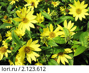 Гелиопсис подсолнечниковидный (Heliopsis hеlianthoidеs), семейство Сложноцветные. Стоковое фото, фотограф Заноза-Ру / Фотобанк Лори