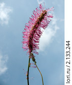 Кровохлебка притупленная (Sanguisorba obtusa), семейство Розоцветные, на фоне неба. Стоковое фото, фотограф Заноза-Ру / Фотобанк Лори