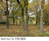 Парк. Стоковое фото, фотограф Екатерина Белоусова / Фотобанк Лори