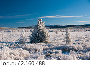 Заснеженные елки. Зимний пейзаж. Стоковое фото, фотограф Виталий Романович / Фотобанк Лори