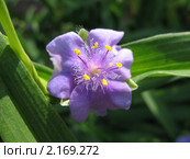 Традесканция виргинская — (Tradescantia virginian), семейство Коммелиновые. Стоковое фото, фотограф Заноза-Ру / Фотобанк Лори