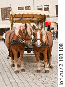 Упряжка (2010 год). Стоковое фото, фотограф Parmenov Pavel / Фотобанк Лори
