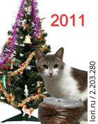 2011 - год кота. Коллаж. Стоковое фото, фотограф Михаил Яковлев (ktynzq) / Фотобанк Лори