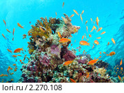 Корраловый риф и стая рыб Антиас лирохвостый голубоглазый (Pseudanthias squamipinnis) Стоковое фото, фотограф Некрасов Андрей / Фотобанк Лори
