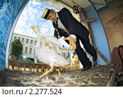 Паниковский и гусь в кофейне "Рога и Копыта" в Костроме (2008 год). Редакционное фото, фотограф Михаил Марковский / Фотобанк Лори