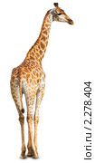 Жираф африканский, Giraffa cameleopardalis, Giraffe. Стоковое фото, фотограф Василий Вишневский / Фотобанк Лори