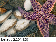 Двустворчатые моллюски и большая морская звезда. Стоковое фото, фотограф Сергей Лешков / Фотобанк Лори