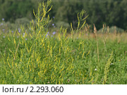Донник цветет ( Melilotus officinalis (L.) Pall) Стоковое фото, фотограф Щеголева Ольга / Фотобанк Лори