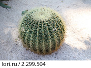 Эхинокактус Грусона (Echinocactus Grusonii) из Бахайских садов. Стоковое фото, фотограф Наталья Волкова / Фотобанк Лори
