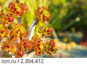 Эониум древовидный, семейство Толстянковых  (The Tree Aeonium, Aeonium arboreum var. atropurpureum) Стоковое фото, фотограф Иванова Марина / Фотобанк Лори