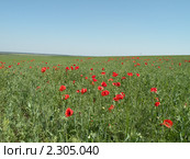 Поле пшеницы с красными маками. Стоковое фото, фотограф Екатерина Белоусова / Фотобанк Лори