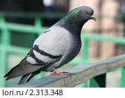 Голубь. Стоковое фото, фотограф Щеголева Ольга / Фотобанк Лори