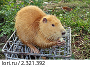 Болотный бобр, нутрия (лат. Myocastor coypus) Стоковое фото, фотограф Владимир Сергеев / Фотобанк Лори