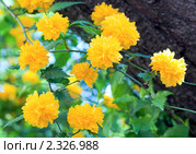 Керия японская Пленифлора (Кerria japonica Pleniflora) Стоковое фото, фотограф Юрий Брыкайло / Фотобанк Лори