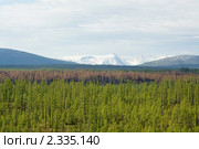 Выгоревший участок тайги на фоне снежных гор, БАМ. Стоковое фото, фотограф Владимир Горощенко / Фотобанк Лори