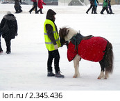 Прогулочная пони зимой во время снегопада. Редакционное фото, фотограф Володина Ольга / Фотобанк Лори
