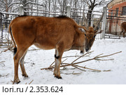 Канна степная. Стоковое фото, фотограф Анна Мартынова / Фотобанк Лори