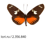 Черная с красным бабочка Heliconius melpomene на белом фоне. Стоковое фото, фотограф Александр Косарев / Фотобанк Лори