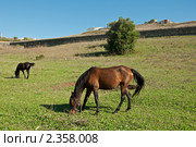 Лошадь. Стоковое фото, фотограф Vasilii Olii / Фотобанк Лори