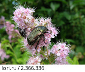 Жук бронзовка золотистая на цветущей спирее японской (Spiraea japonica) Стоковое фото, фотограф Заноза-Ру / Фотобанк Лори