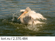 Кудрявый пеликан купается в пруду (Pelecanus crispus) Стоковое фото, фотограф Щеголева Ольга / Фотобанк Лори
