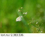 Бабочка белянка (Pieris brassicae) на цветке частухи (Alísma) Стоковое фото, фотограф Алёшина Оксана / Фотобанк Лори