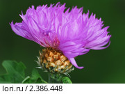 Василёк луговой (Centaurea jacea) Стоковое фото, фотограф Алёшина Оксана / Фотобанк Лори