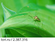 Комар-долгоножка или карамора (Tipulidae) на листе хосты. Стоковое фото, фотограф Алёшина Оксана / Фотобанк Лори