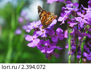 Репейница, или чертополоховка (Vanessa cardui) на Лиловых цветах вечерницы (Hesperis) Стоковое фото, фотограф Алёшина Оксана / Фотобанк Лори