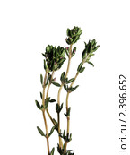 Тимьян  (Thymus citriodorus) Стоковое фото, фотограф Заноза-Ру / Фотобанк Лори
