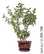Толстянка (Crassula) - денежное дерево. Стоковое фото, фотограф Игорь Долгов / Фотобанк Лори