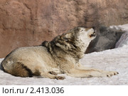 Вой. Волк (лат. Canis lupus) Стоковое фото, фотограф Валерия Попова / Фотобанк Лори