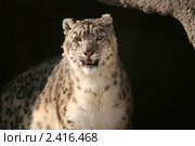 Снежный барс (ирбис) в Московском зоопарке (лат. Uncia uncia, или Panthera uncia) Стоковое фото, фотограф Щеголева Ольга / Фотобанк Лори