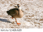 Гусь сухонос в интересной позе (лат. Cygnopsis cygnoides / Anser cygnoides) Стоковое фото, фотограф Щеголева Ольга / Фотобанк Лори