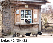 Семь кошек - очередь в кассу (2008 год). Редакционное фото, фотограф Владимир Горощенко / Фотобанк Лори