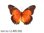 Черная с красным бабочка Cethosia biblis. Стоковое фото, фотограф Александр Косарев / Фотобанк Лори