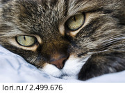 Кошачьи глаза. Стоковое фото, фотограф Зобков Юрий / Фотобанк Лори