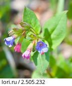 Медуница (Pulmonaria) Стоковое фото, фотограф E. O. / Фотобанк Лори