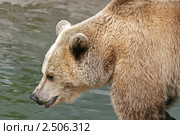 Бурый медведь. Ursus arctos. Стоковое фото, фотограф Александр Тарасенков / Фотобанк Лори