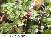Брусника (Vaccinium vitis-idaea) Стоковое фото, фотограф Алёна Кухтина / Фотобанк Лори