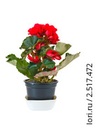 Красная бегония клубневая (Begonia tuberhybrida) в горшке. Стоковое фото, фотограф Анастасия Мелешкина / Фотобанк Лори