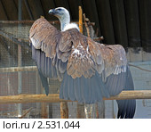 Белоголовый сип (лат. Gyps fulvus). В России достаточно редок, в связи с чем занесён в список национальной Красной книги (3-я категория). Липецкий зоопарк, город Липецк (2010 год). Редакционное фото, фотограф Анна Мишина / Фотобанк Лори