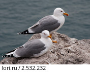 Чайки на отдыхе. Стоковое фото, фотограф Дмитрий Маркелов / Фотобанк Лори