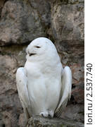 Белая сова или полярная сова (Bubo scandiacus, Nyctea scandiaca) Стоковое фото, фотограф Игорь Долгов / Фотобанк Лори